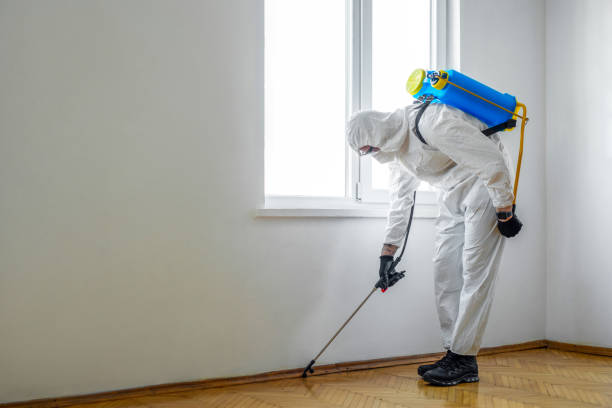 Best Spider Control Near Me  in Springboro, OH