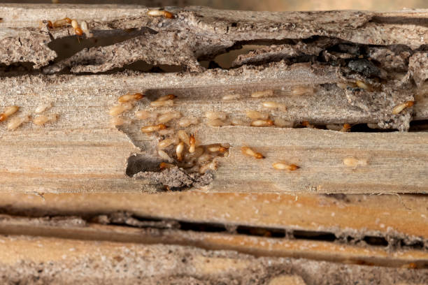 Best Mosquito Control Services  in Springboro, OH