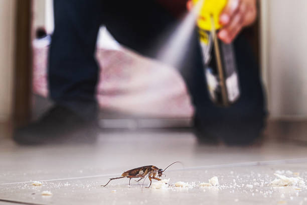 Best Cockroach Control Services  in Springboro, OH